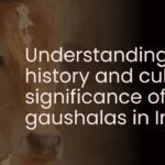 Understanding the history and cultural significance of gaushalas in India